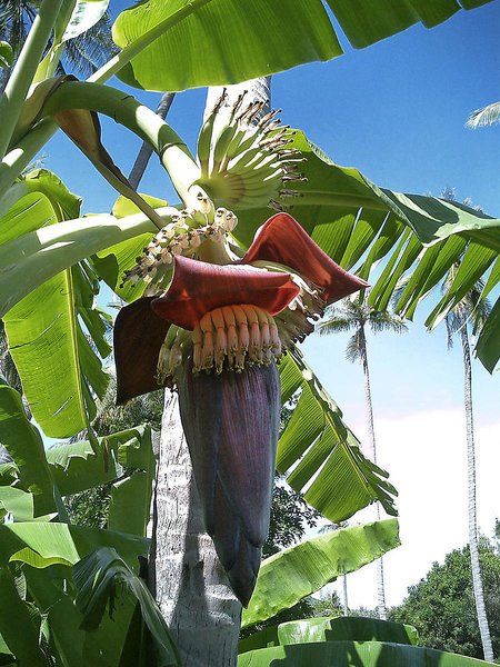 The Imperial Boat House Beach Resort demnächst Melia Koh Samui 2