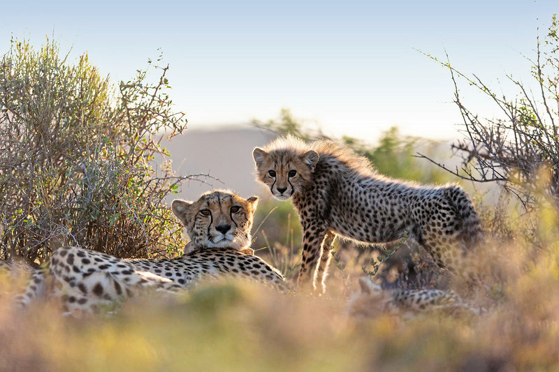 Sanbona Wildlife Reserve 22