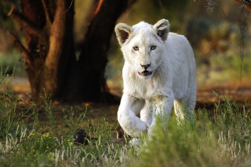 Sanbona Wildlife Reserve 23