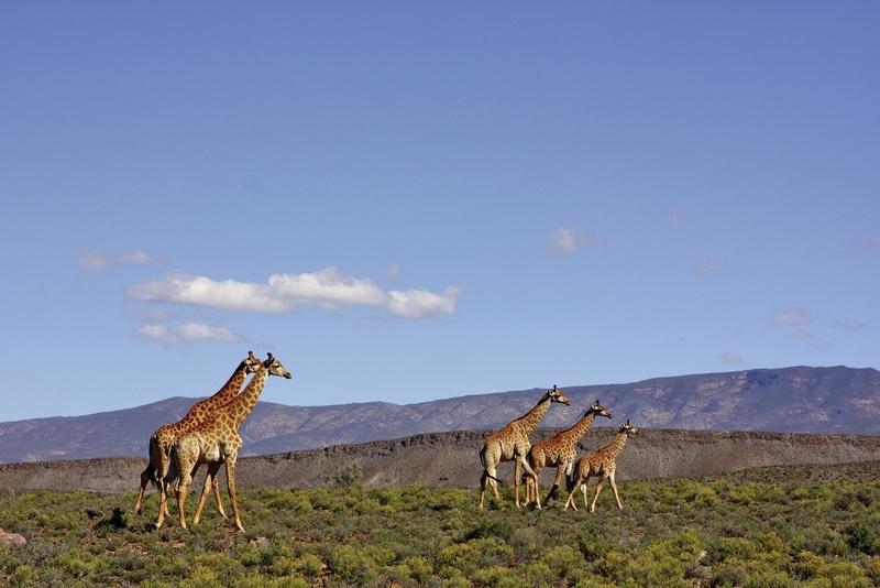 Sanbona Wildlife Reserve 25