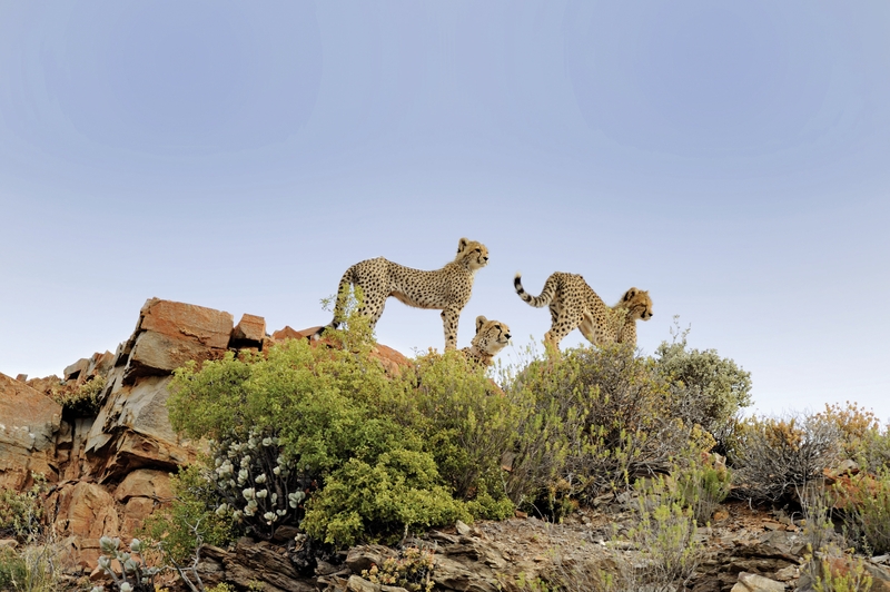 Sanbona Wildlife Reserve 26