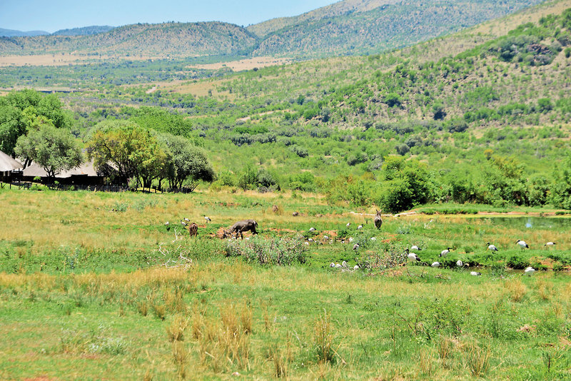 Bakubung Bush Lodge 21