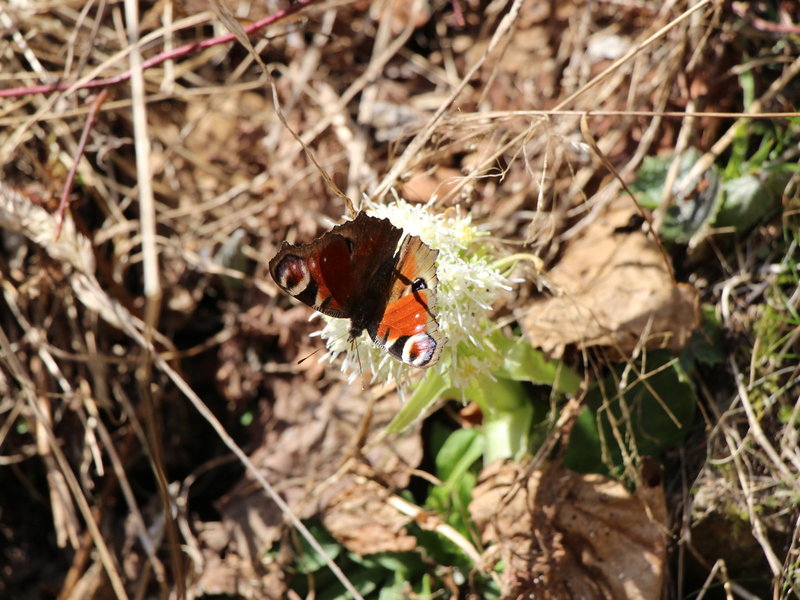 Biolandhaus Arche 11