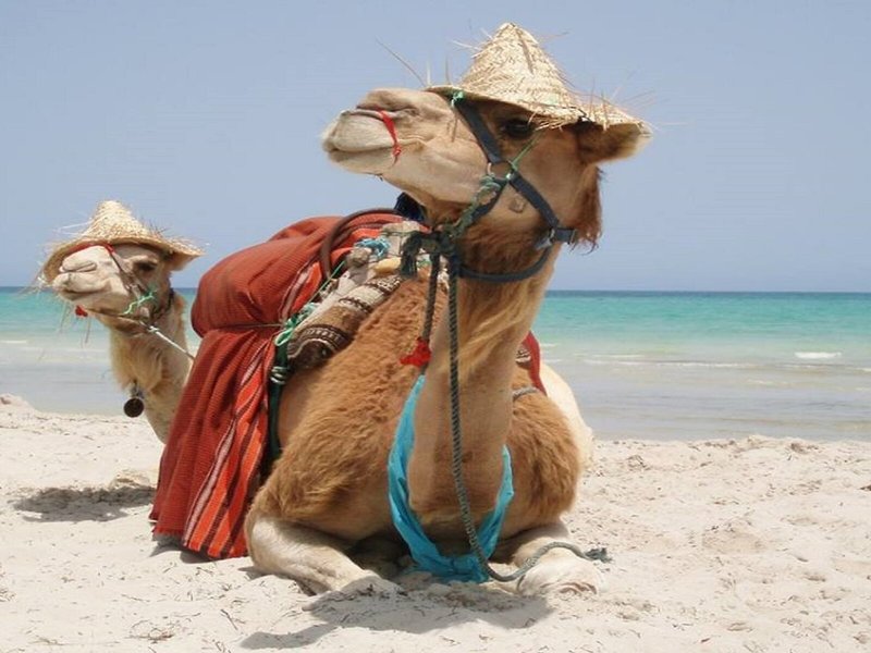 Djerba Sun Club 8
