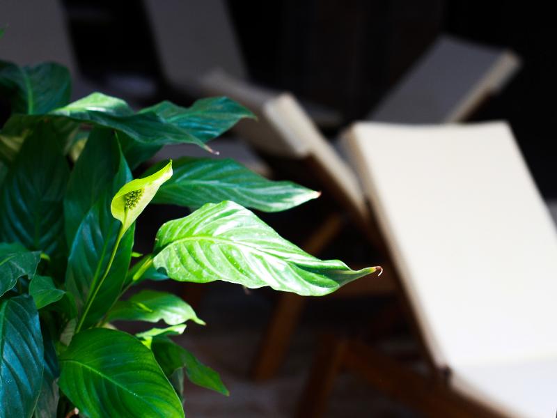 White Rock Castle Suite Hotel 4