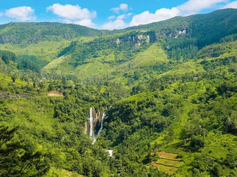 Oak Ray Tea Bush Ramboda 9