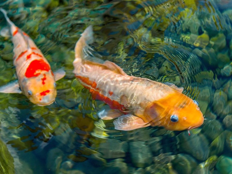 Grand Hyatt at Baha Mar 44 - Sports and leisure