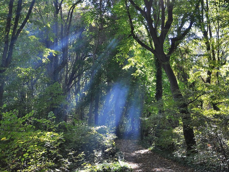 Hotel Bellevue Golden Sands 5