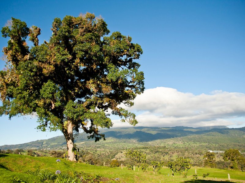 Poas Volcano Lodge 5 - Landscape