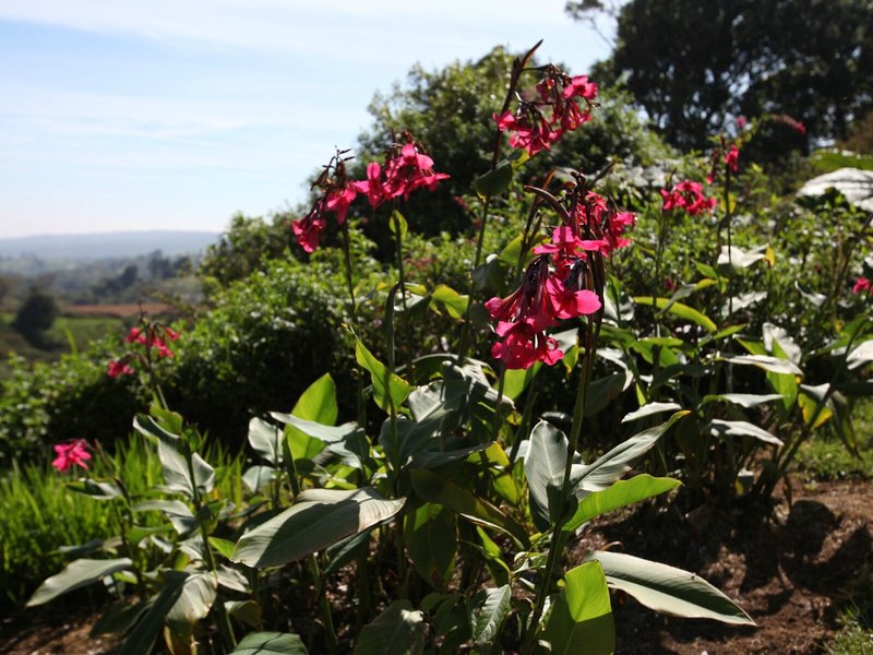 Poas Volcano Lodge 8 - Landscape