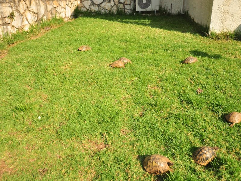 Michelangelo Resort 22