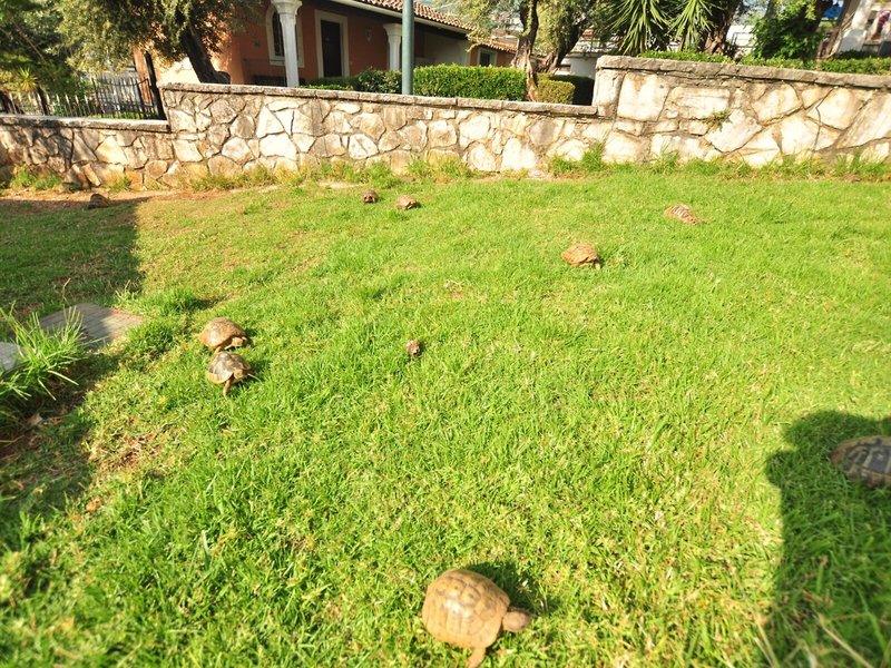 Michelangelo Resort 23