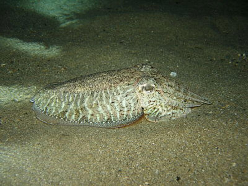 Porto Maltese Boutique Hotel 3