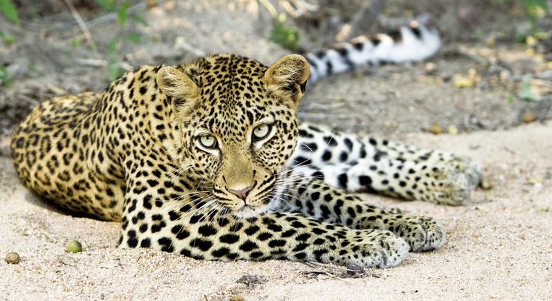 Jock Safari Lodge 14