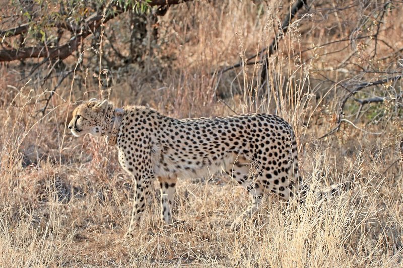 Mziki Safari Lodge