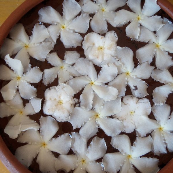 Oasis Ayurveda Beach Hotel 20
