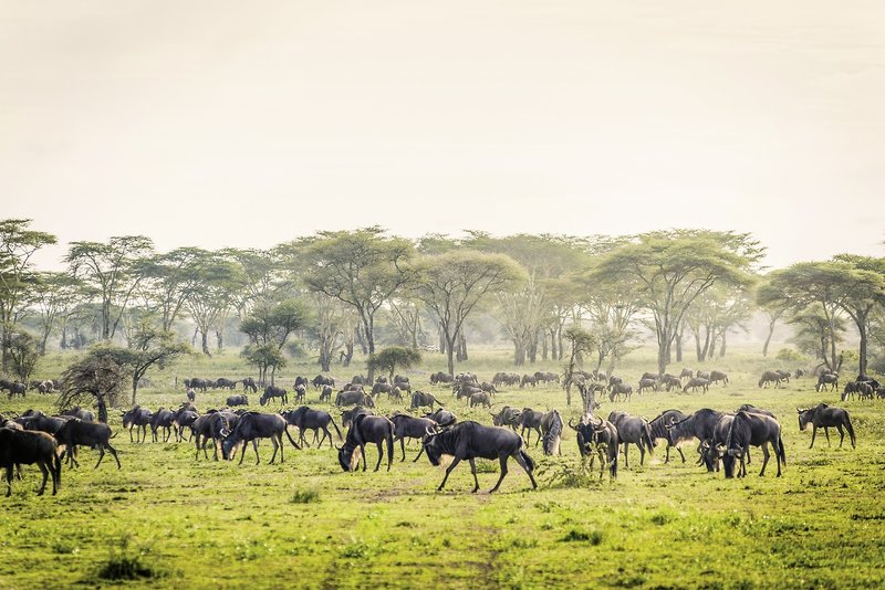 Sanctuary Serengeti Migration Camp 1