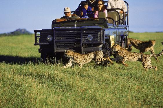 MalaMala Game Reserve - Main Camp / Sable Camp / Rattrays 39