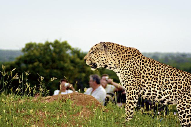 MalaMala Game Reserve - Main Camp / Sable Camp / Rattrays 40