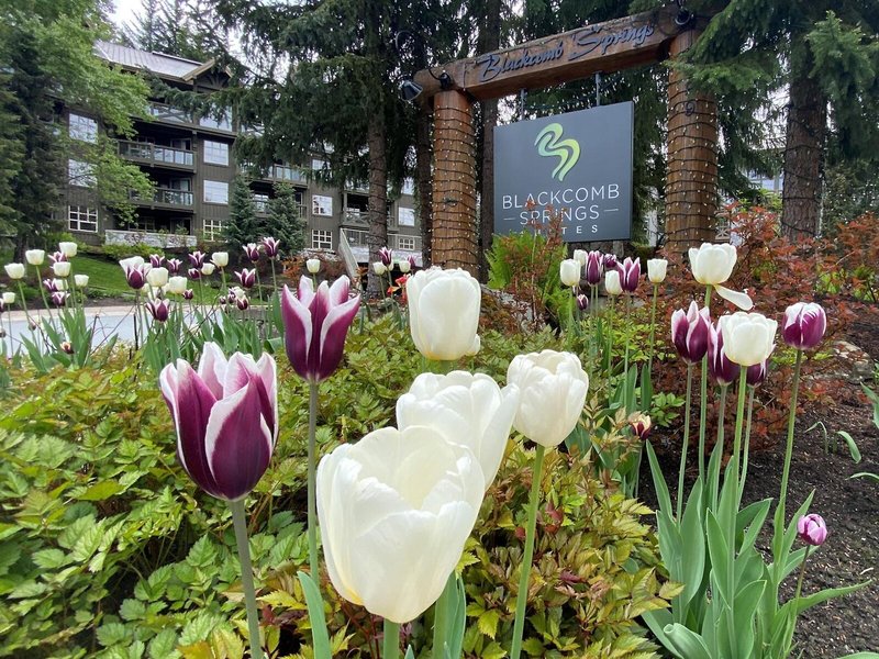 Blackcomb Springs Suites by Clique 1