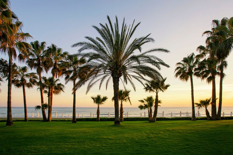 Barut Acanthus & Cennet 84