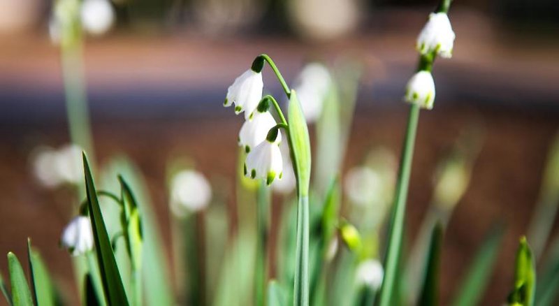 Winelands Villa Guesthouse & Cottages 16