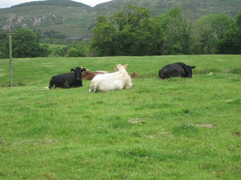 White Heather Farmhouse 3
