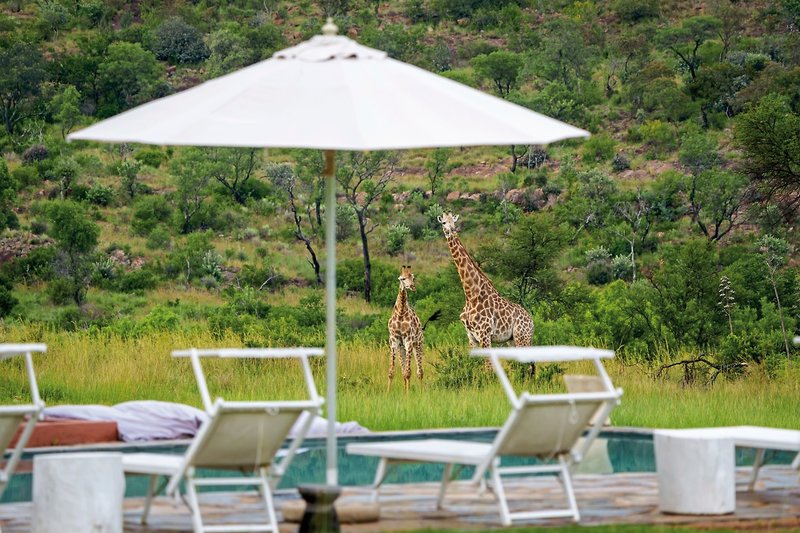 Crossing  Lodges - Zebras Crossing 6