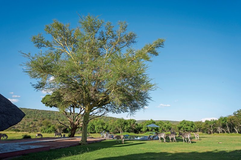 Crossing  Lodges - Zebras Crossing 7