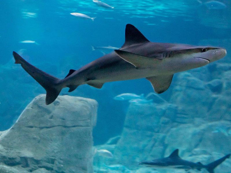 Crowne Plaza Istanbul Florya 39