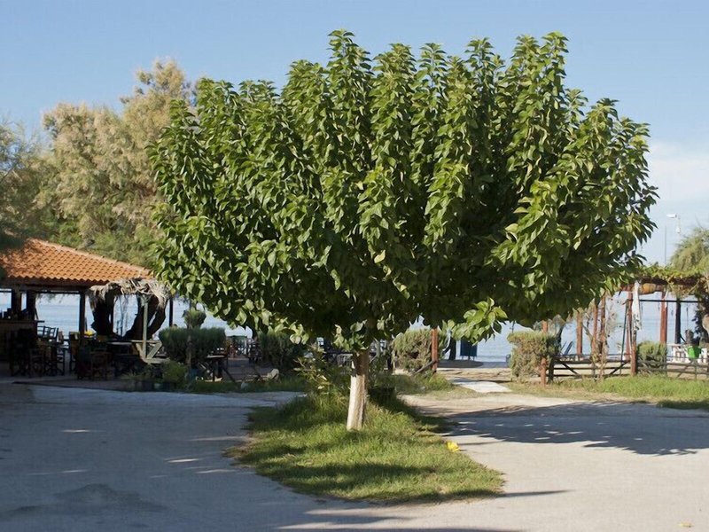 Anetis Beach Hotel 20