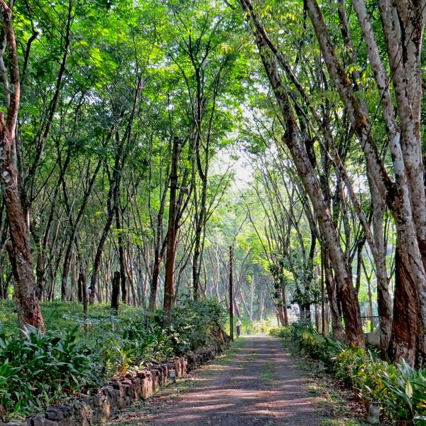 Plantation Villa 15