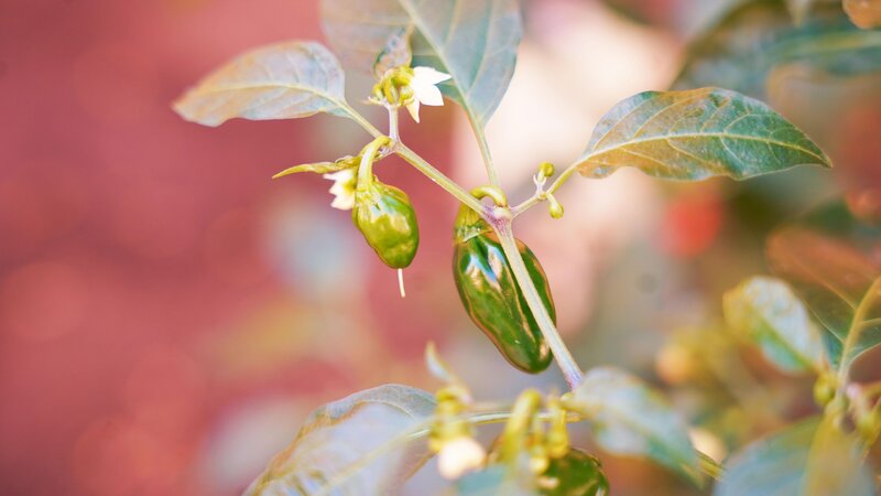 Coral Los Alisios 49