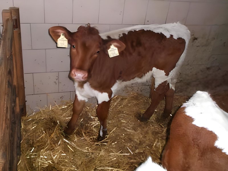 Bio-Bauernhof Vordergugg 2