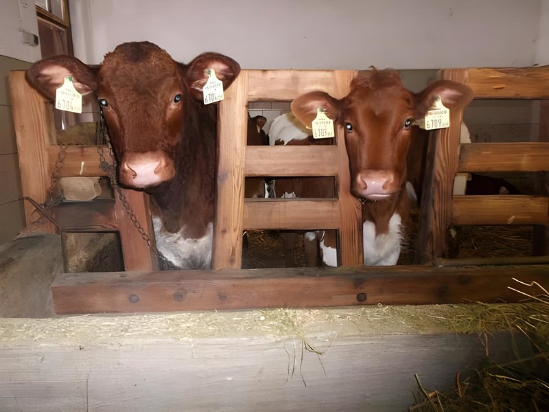 Bio-Bauernhof Vordergugg 3