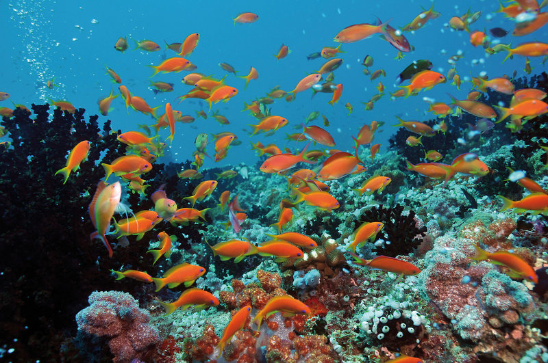 Dhigali Maldives 30
