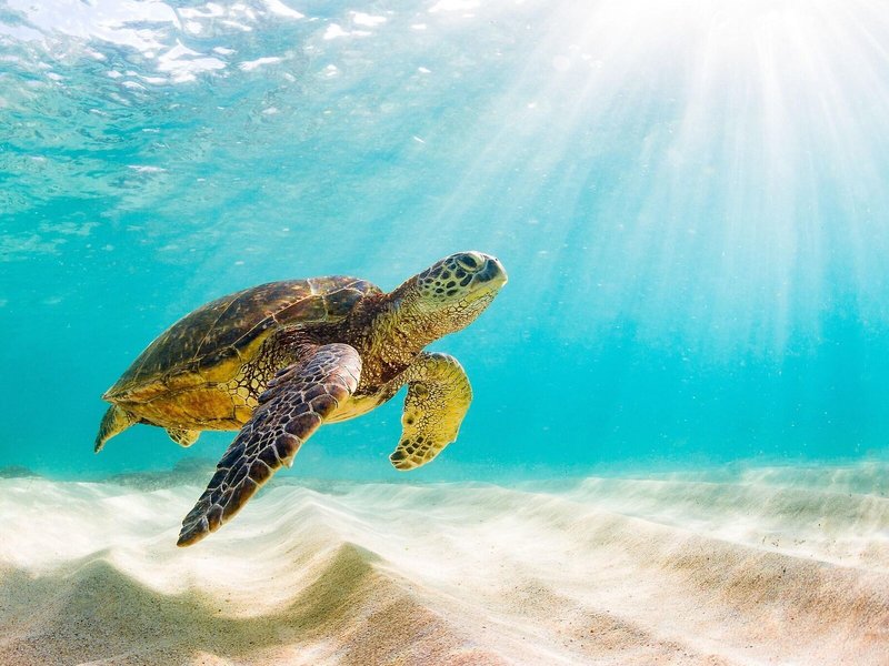 Sheraton Kosgoda Turtle Beach Resort 8