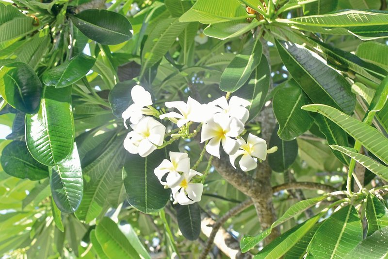 Holiday Style Ao Nang Beach Resort, Krabi 10