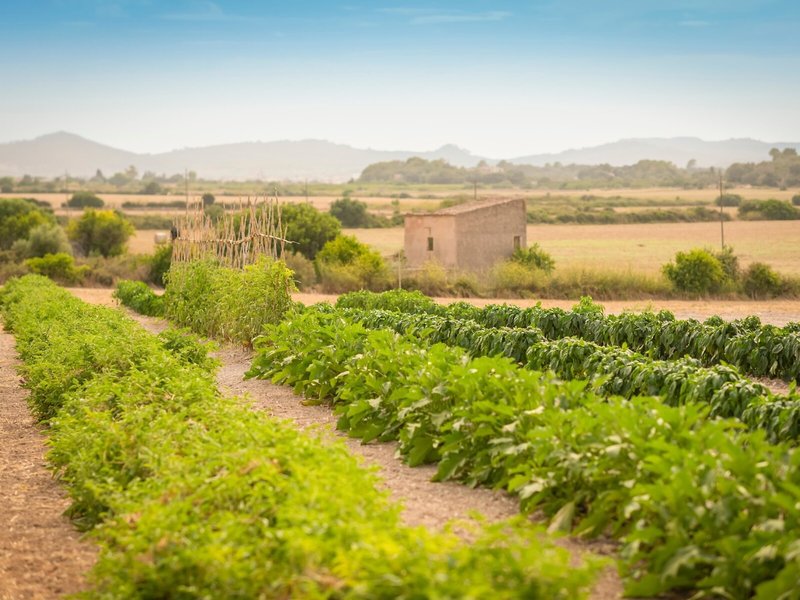 Finca Son Roig 9