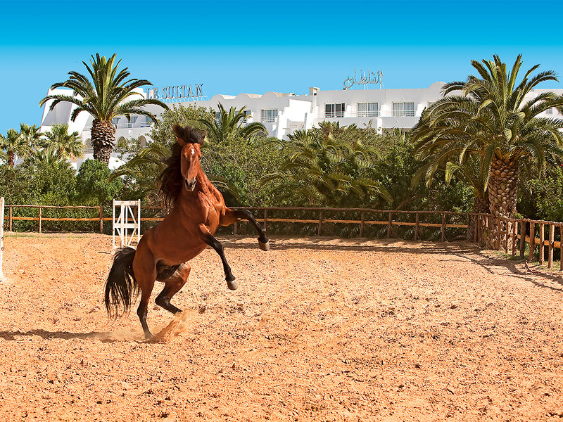 SENTIDO Le Sultan 16