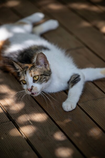 Hotel Sailor's Beach Club 236