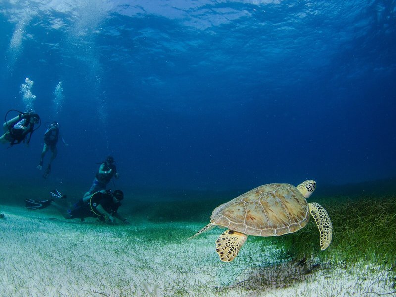 Akumal Natura Glamping 30