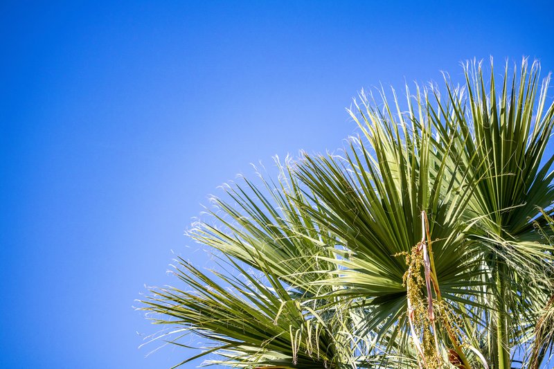 Almyros Beach Resort 18