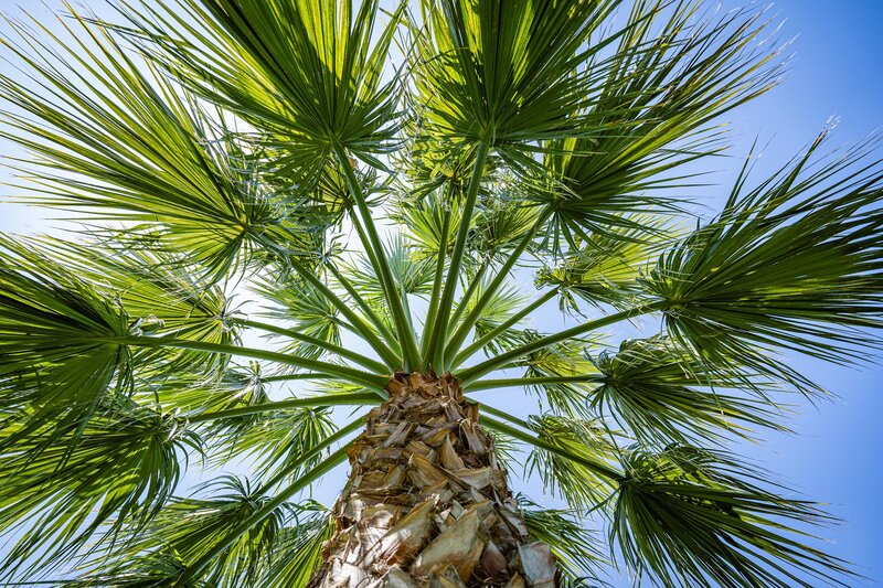 Almyros Beach Resort 491