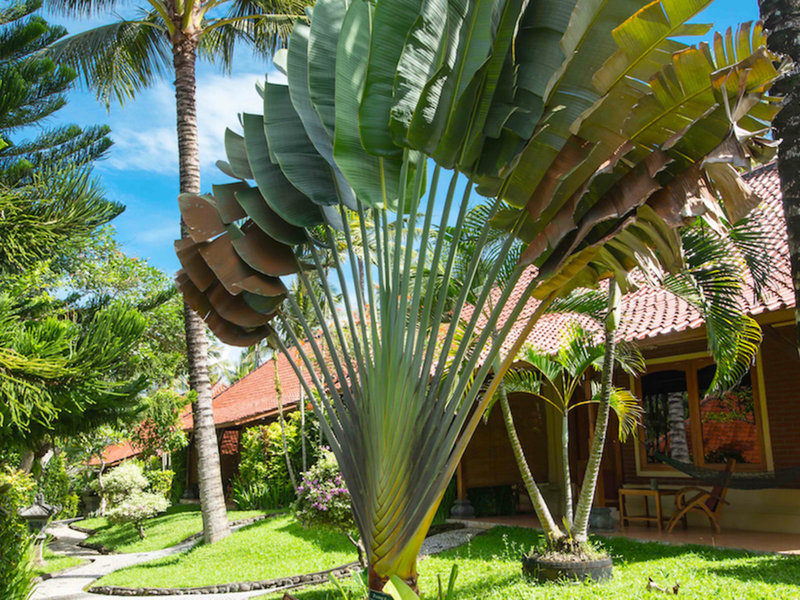 Puri Dajuma Beach Eco-Resort & Spa 23 - Garden