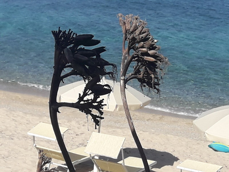 Residenza Villa Spagnola 10