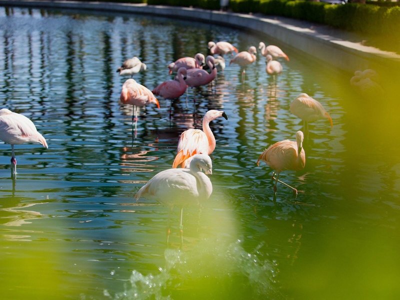 JW Marriott Desert Springs Resort & Spa 8