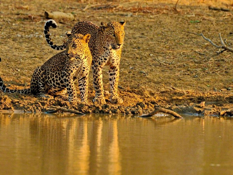 Cinnamon Wild Yala 5