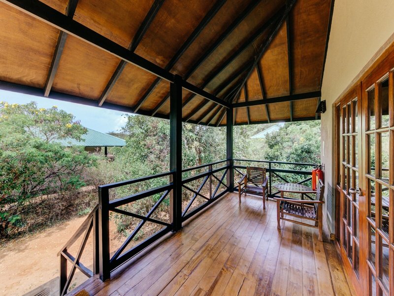 Cinnamon Wild Yala 15