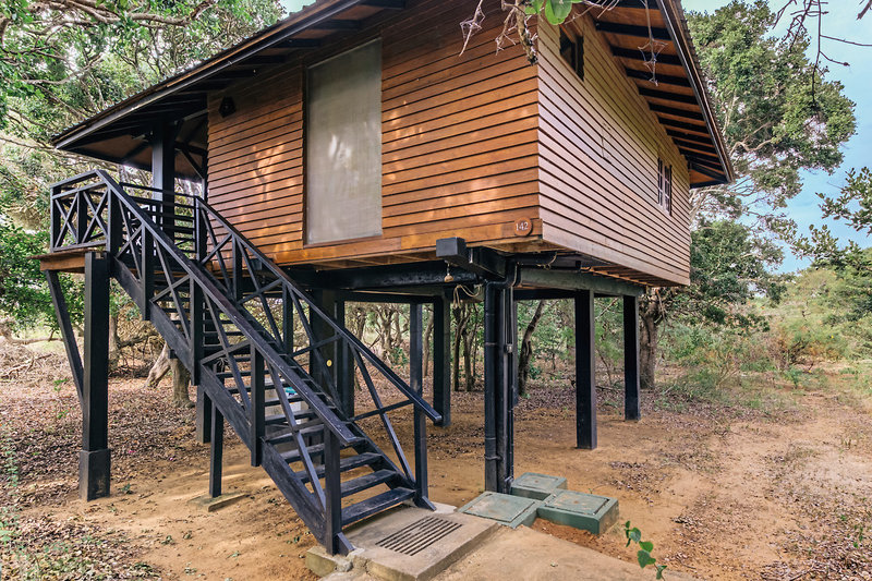 Cinnamon Wild Yala 14